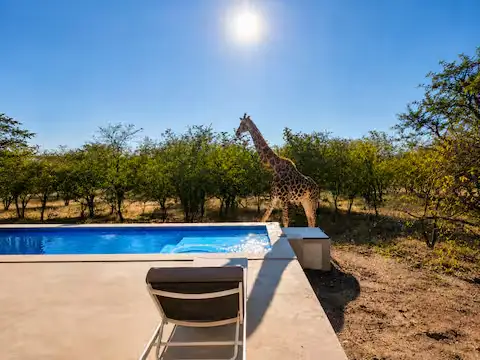 Tranquil off-season safari lodge pool with lone giraffe strolling by at sunrise under bright sun.